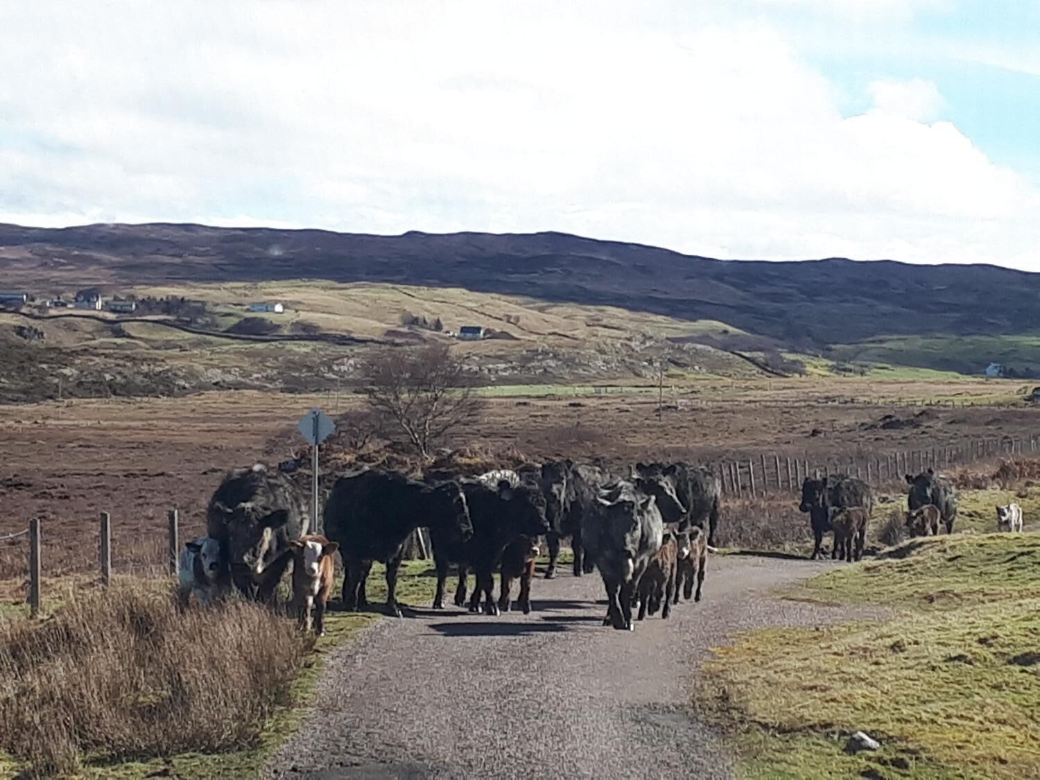 A rural road with a herd of cattle.