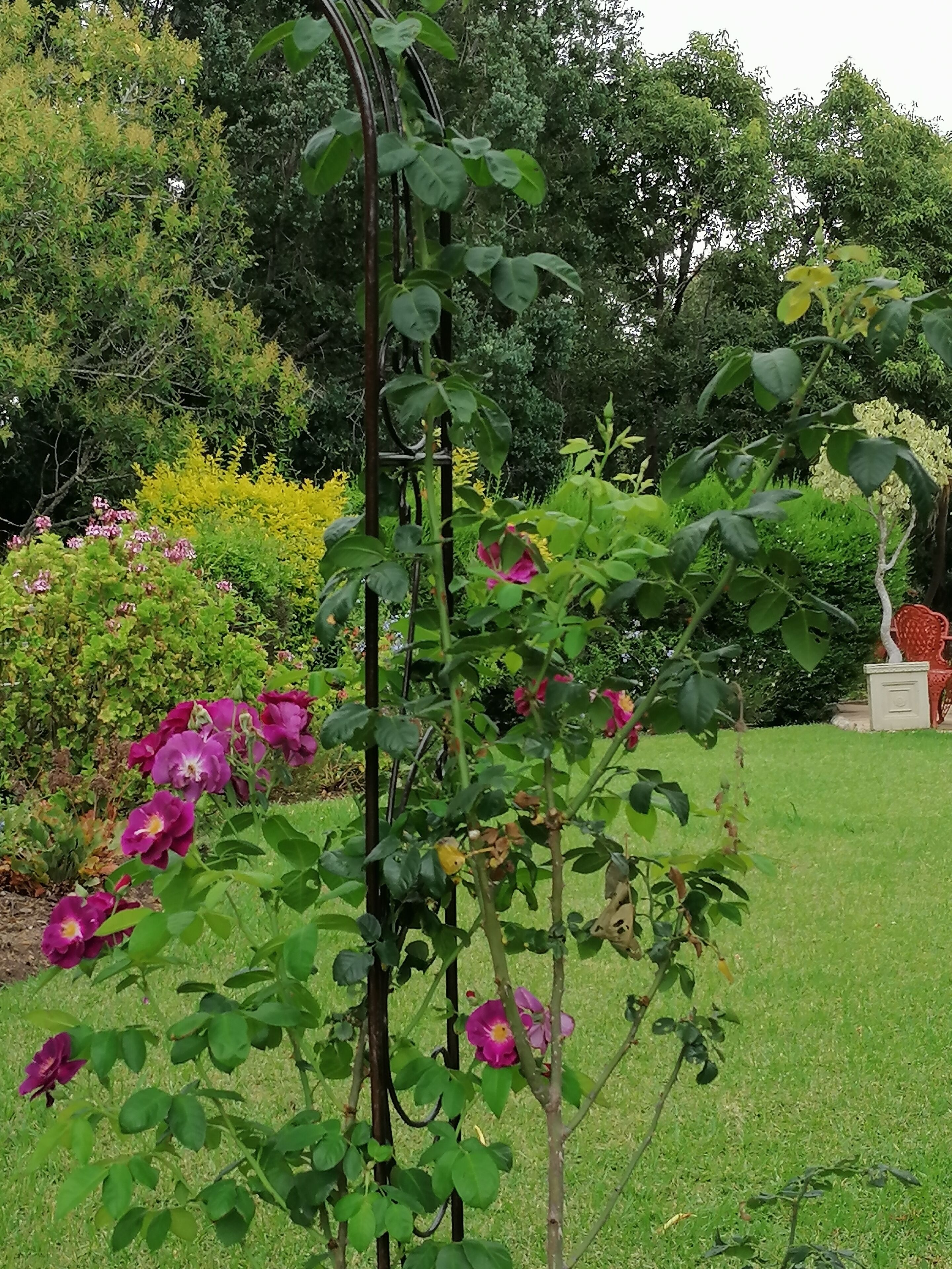 Un jardin agrémenté d’une plante grimpante soutenue par un treillage, entouré de diverses plantes à fleurs et orné d’une statue.