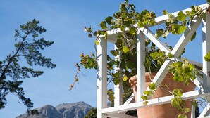 A balcony with a potted plant and a view of a mountain. - Baruch Guest House on Rhodes Noord (Stellenbosch)