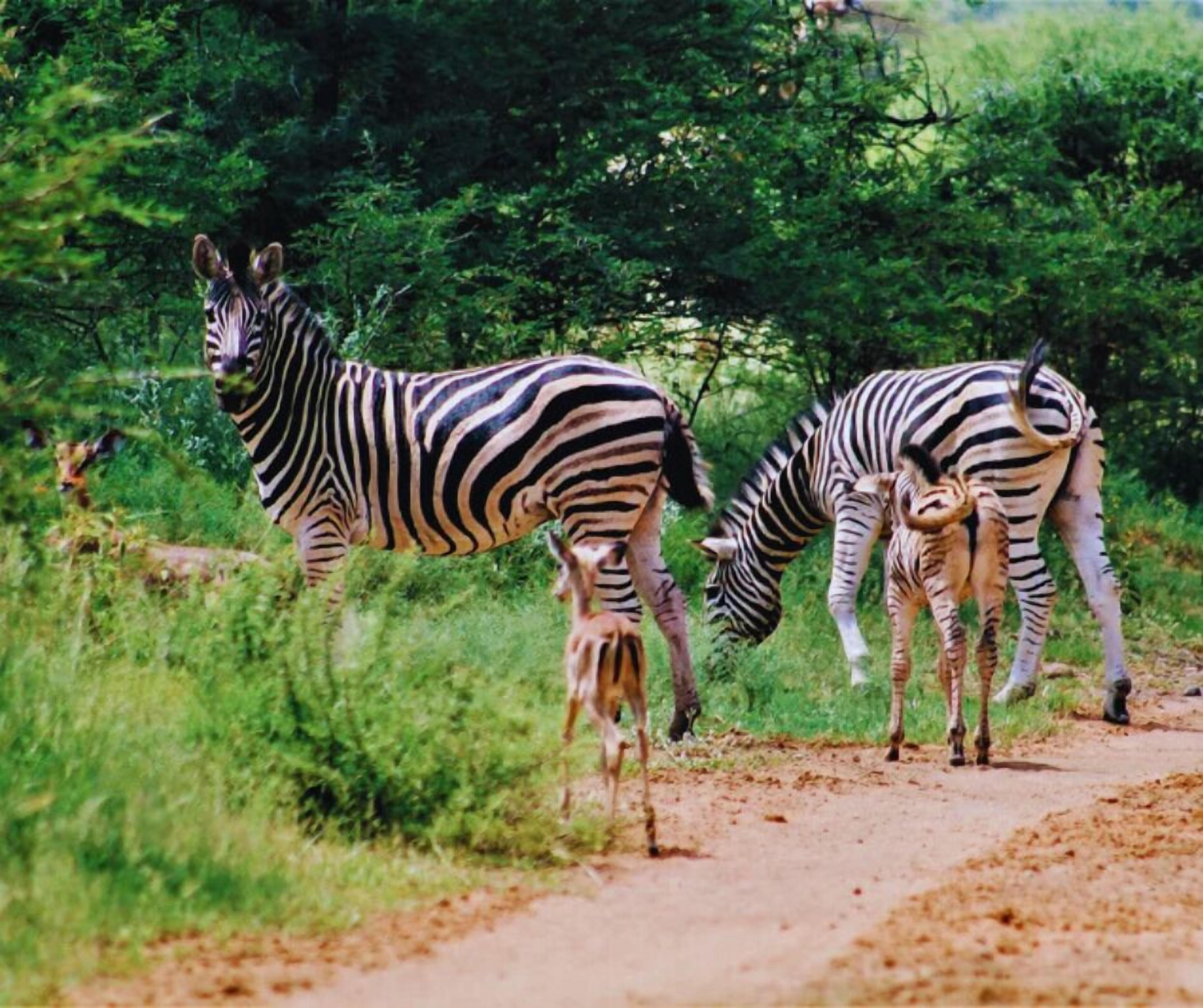 Zebras grazing on a dirt path surrounded by greenery.
