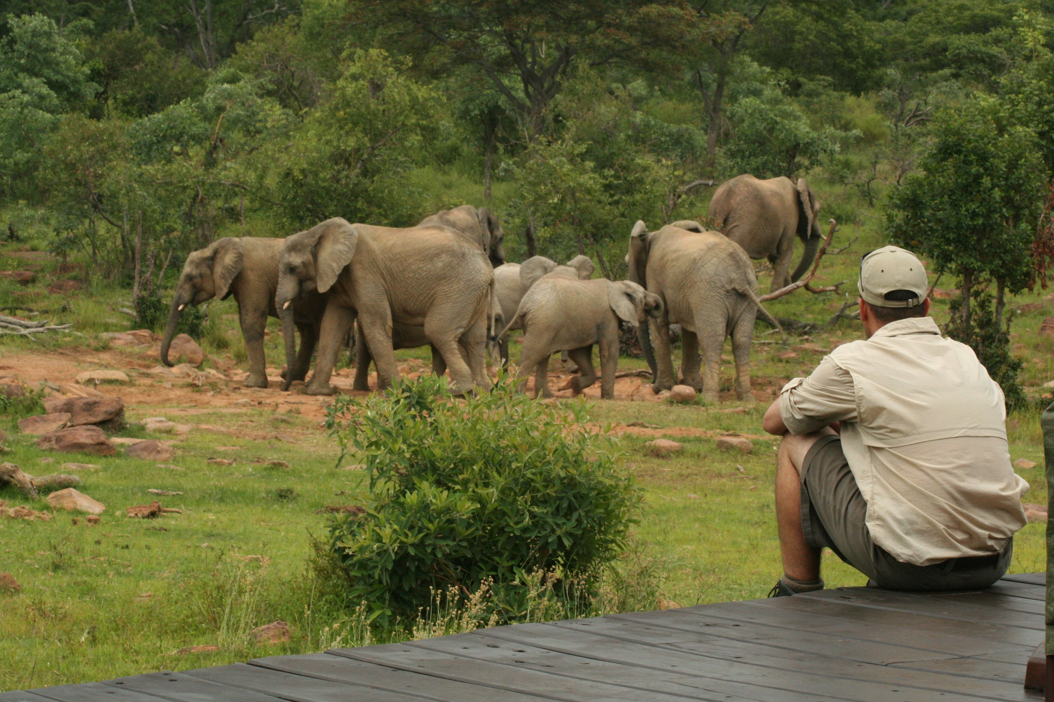 A man sitting on a wooden deck overlooking a group of elephants in a natural setting.