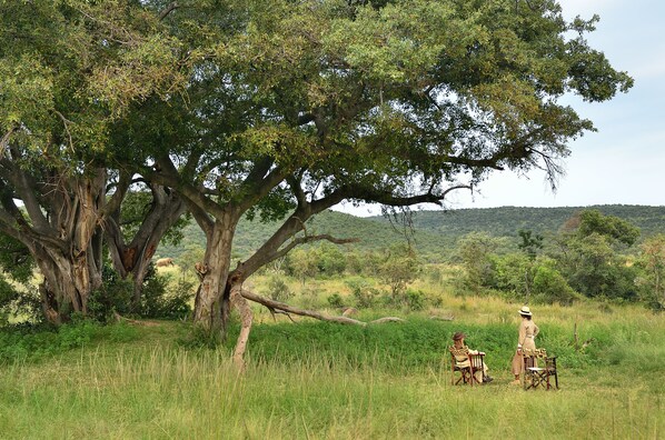 A large tree with a broad canopy in a grassy field.