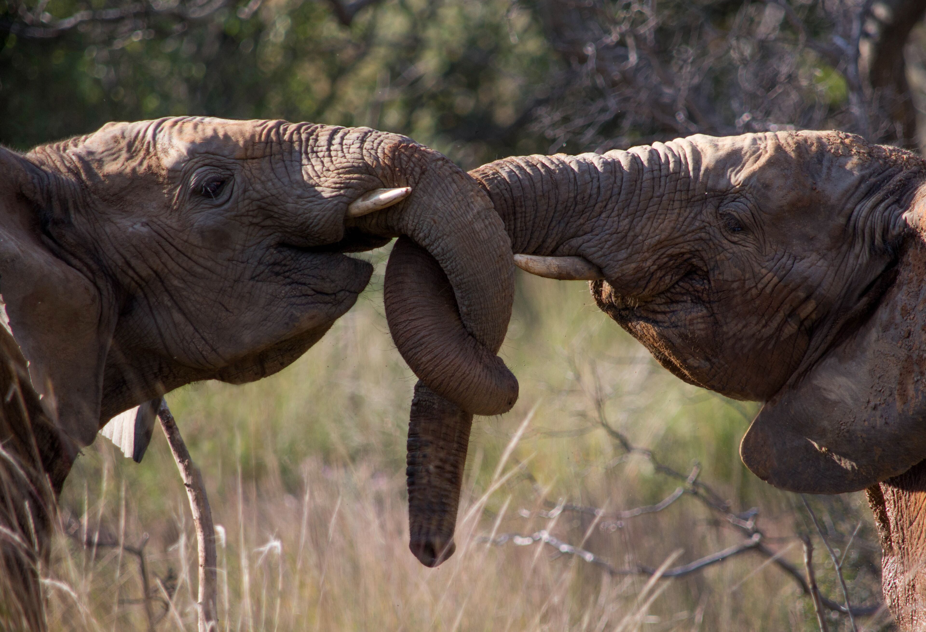 Deux éléphants dans un environnement naturel, avec des arbres et de l'herbe en arrière-plan.