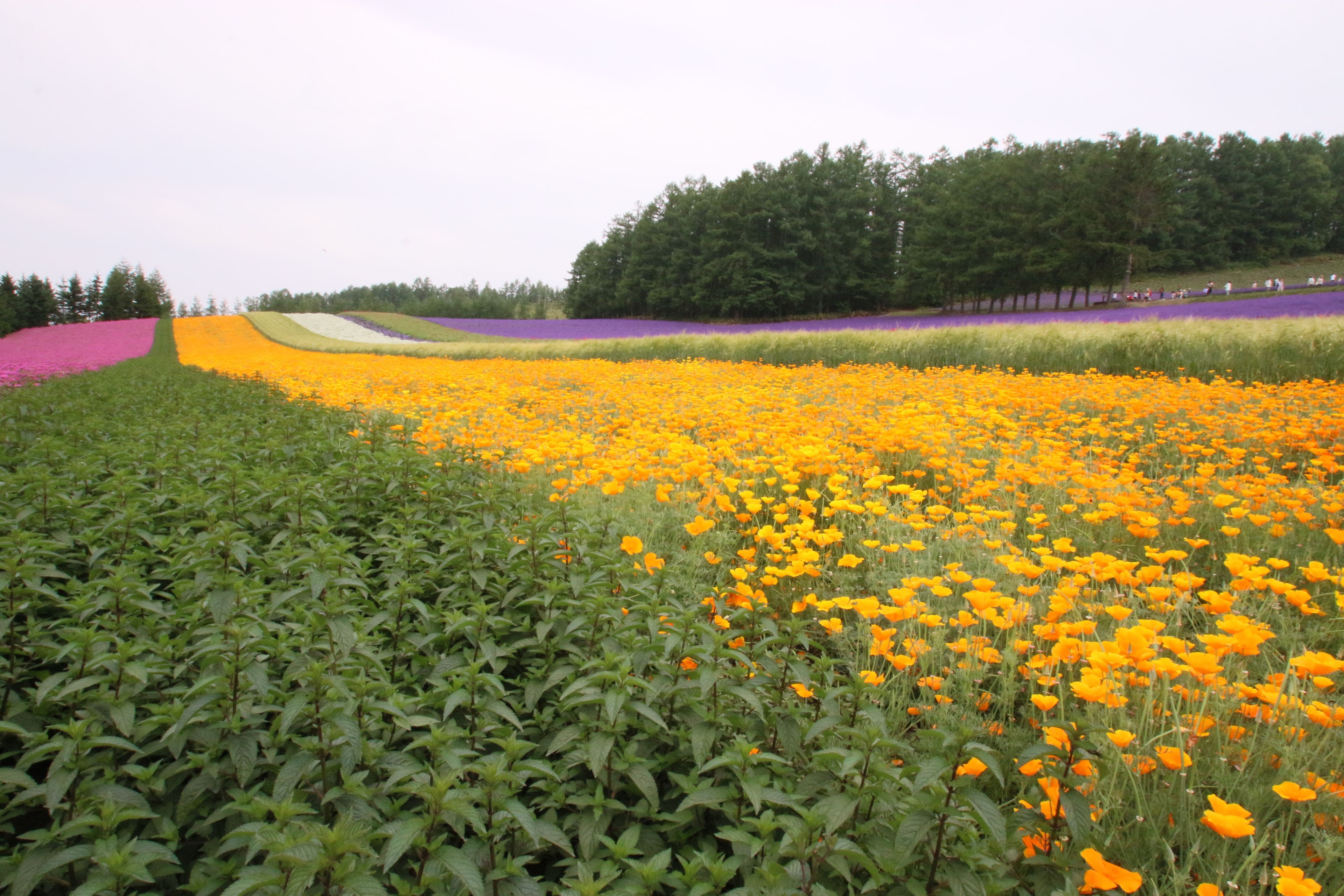 A field of vibrant flowers with a variety of colors and a line of trees in the background.
