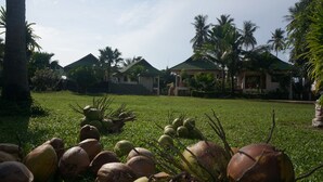 Un complexe hôtelier tropical doté de palmiers, d’une pelouse verdoyante et de plusieurs cocotiers.