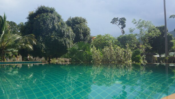 Une piscine aux eaux cristallines, entourée d’une végétation luxuriante et d’arbres.