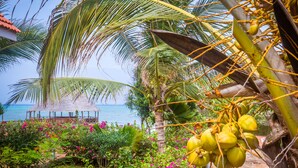 Un jardín tropical con palmeras, una estructura de techo de paja y vista al mar.