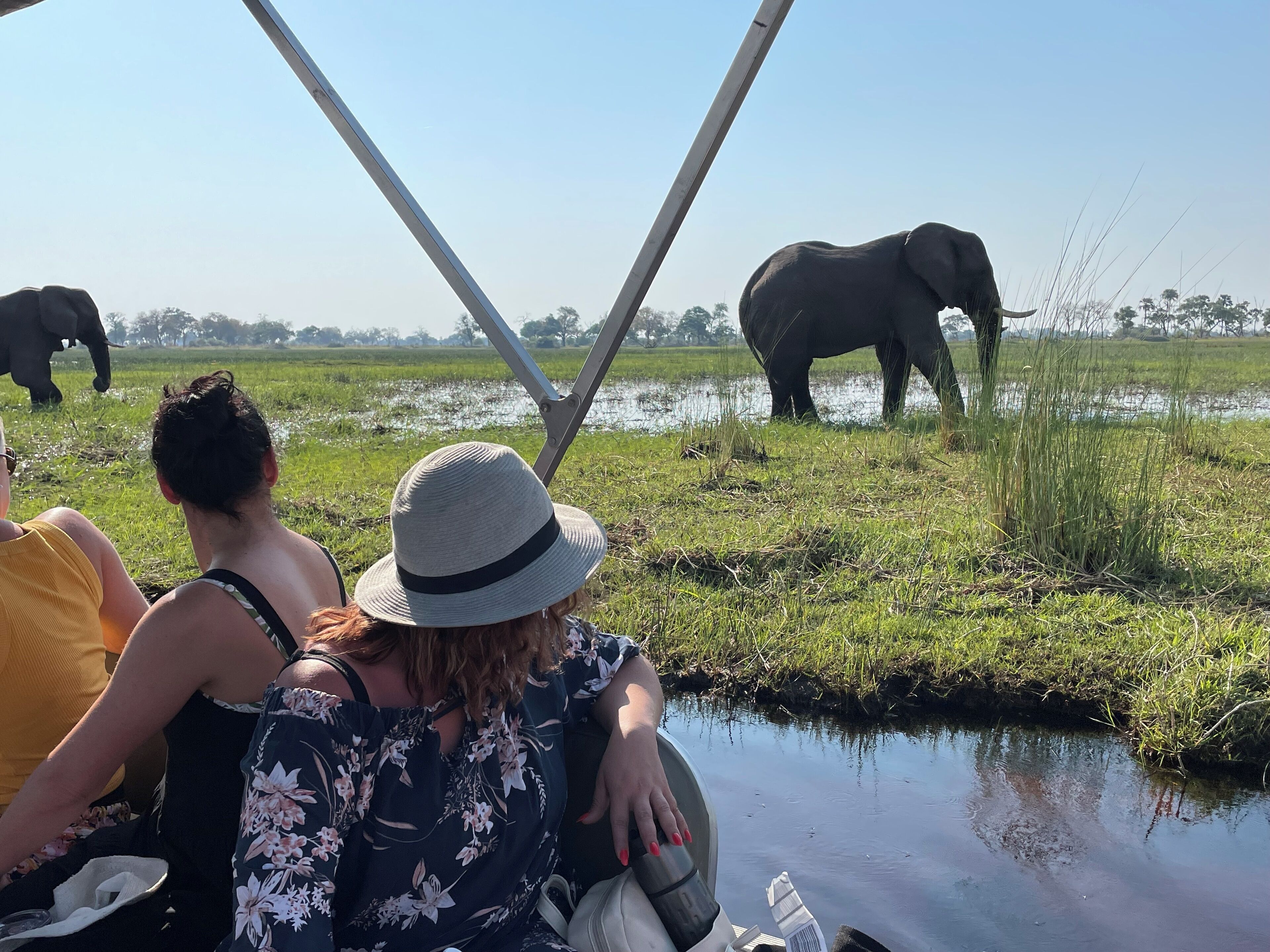 A group of people on a boat observing elephants in a natural setting.