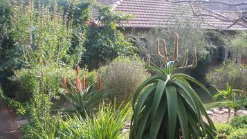 A garden with various plants and a house with a tiled roof in the background.