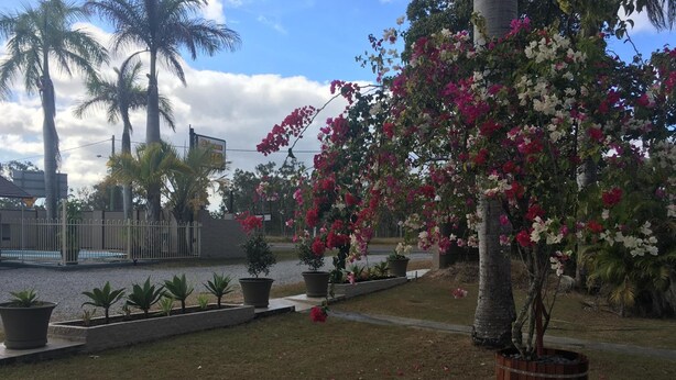 A landscaped area with a variety of potted plants and flowers, a palm tree, and a body of water in the background. - Bororen Motel (Bororen)