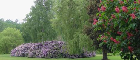 Un parque con un banco, un árbol grande con flores rojas y un sauce llorón.