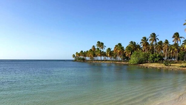 A beach with clear water and palm trees. - 21 Palms (Las Galeras)