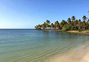 Una playa con agua cristalina y palmeras.