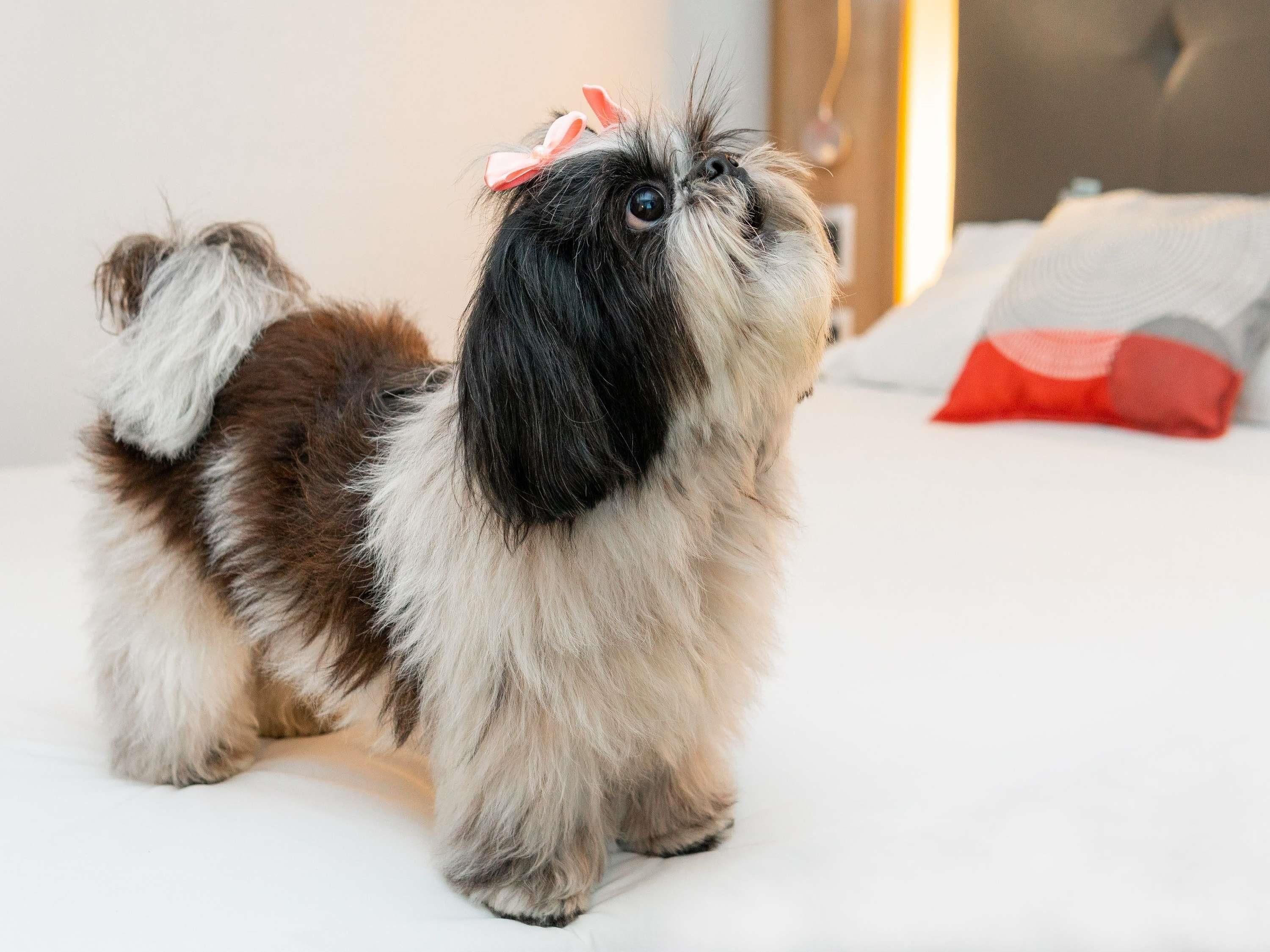 A small dog with a bow on its head sitting on a white surface.