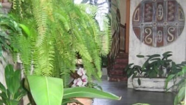 A staircase with potted plants leading to a room with a decorative wall and a window with blinds.