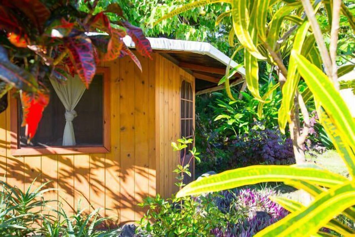 Une cabane en bois dotée d’une fenêtre et d’une porte, entourée d’une végétation luxuriante et de plantes.