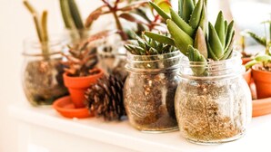 Une collection de plantes en pot, présentées dans des bocaux en verre, sur une étagère.