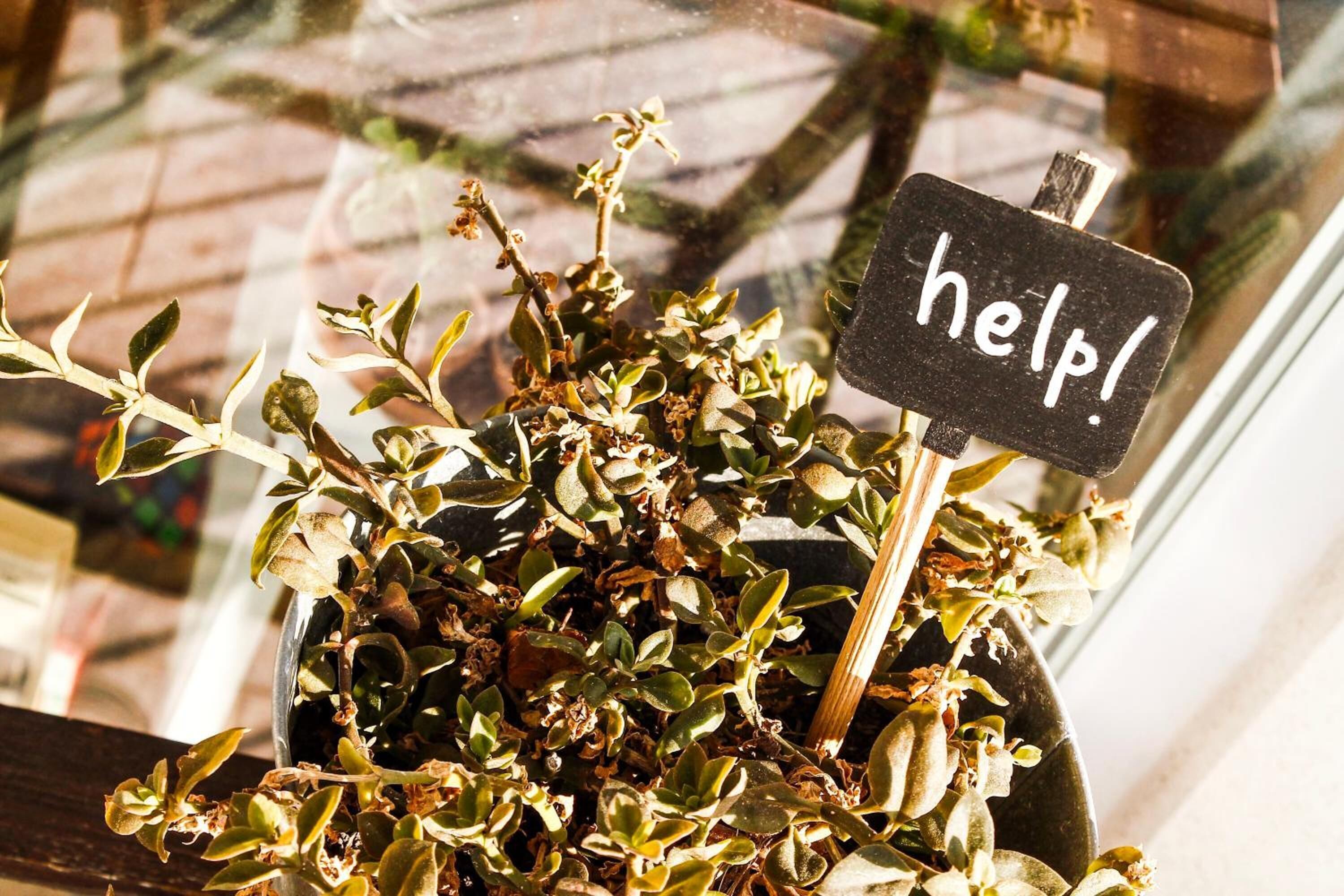 Photo - Guest House Camilla