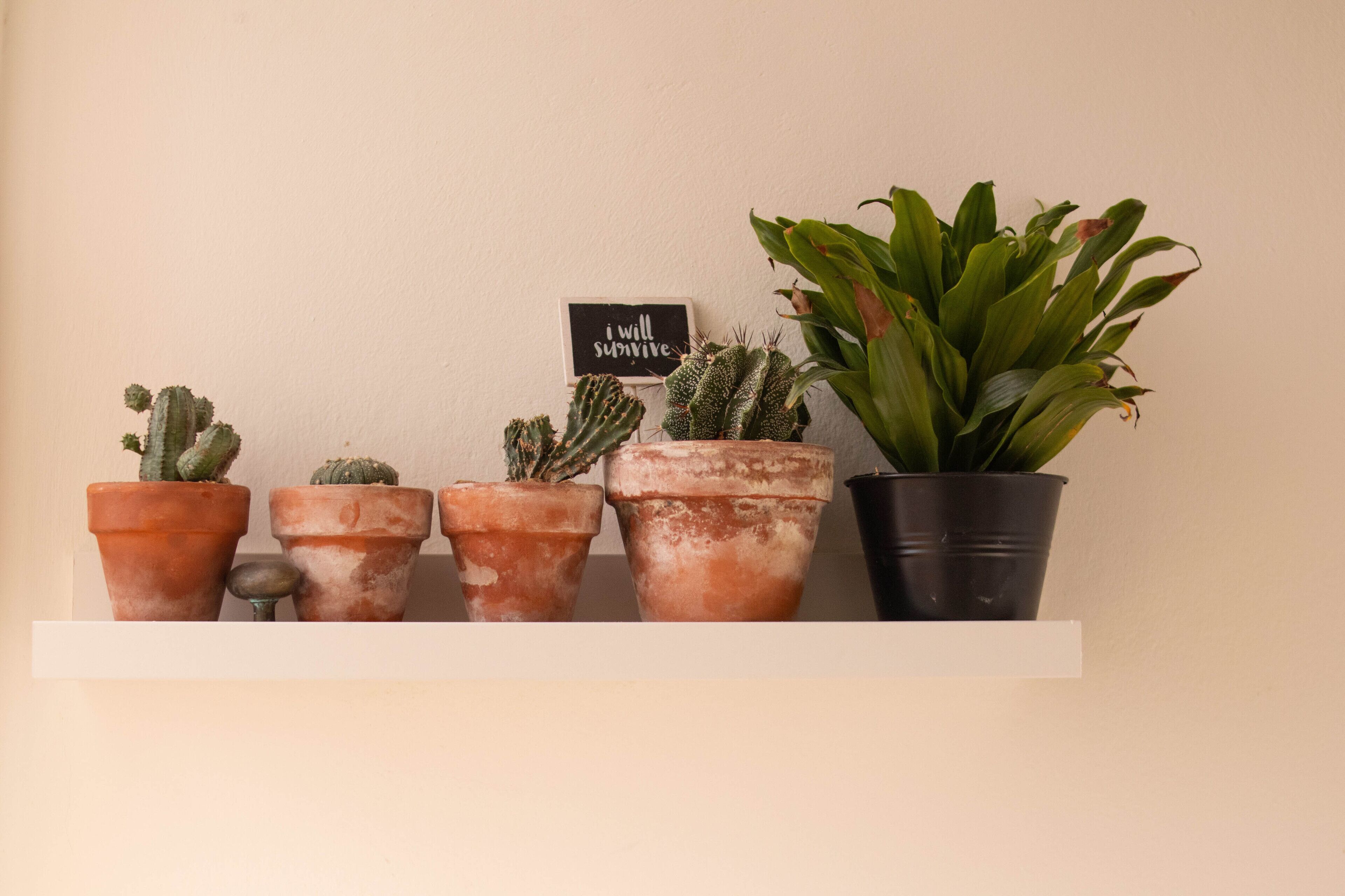 Una estantería con diversas plantas en macetas, entre ellas cactus y una planta verde grande en una maceta negra.