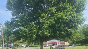 Ein Parkplatz mit einem großen Baum, Picknicktischen und einem Gebäude mit einer roten und weißen Schilderung.