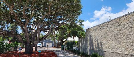 A tree-lined street with a stone wall, a parked car, and a building with a white facade.