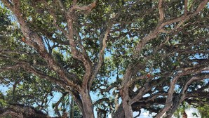 A large tree with a thick trunk and dense foliage, surrounded by a gravel path and a white fence. - Inn On the Avenue (New Smyrna Beach)