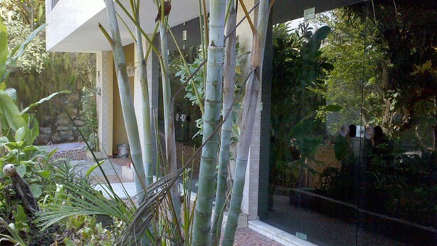 A bamboo grove in front of a building with a tiled walkway. - Charitas Inn (Niteroi)