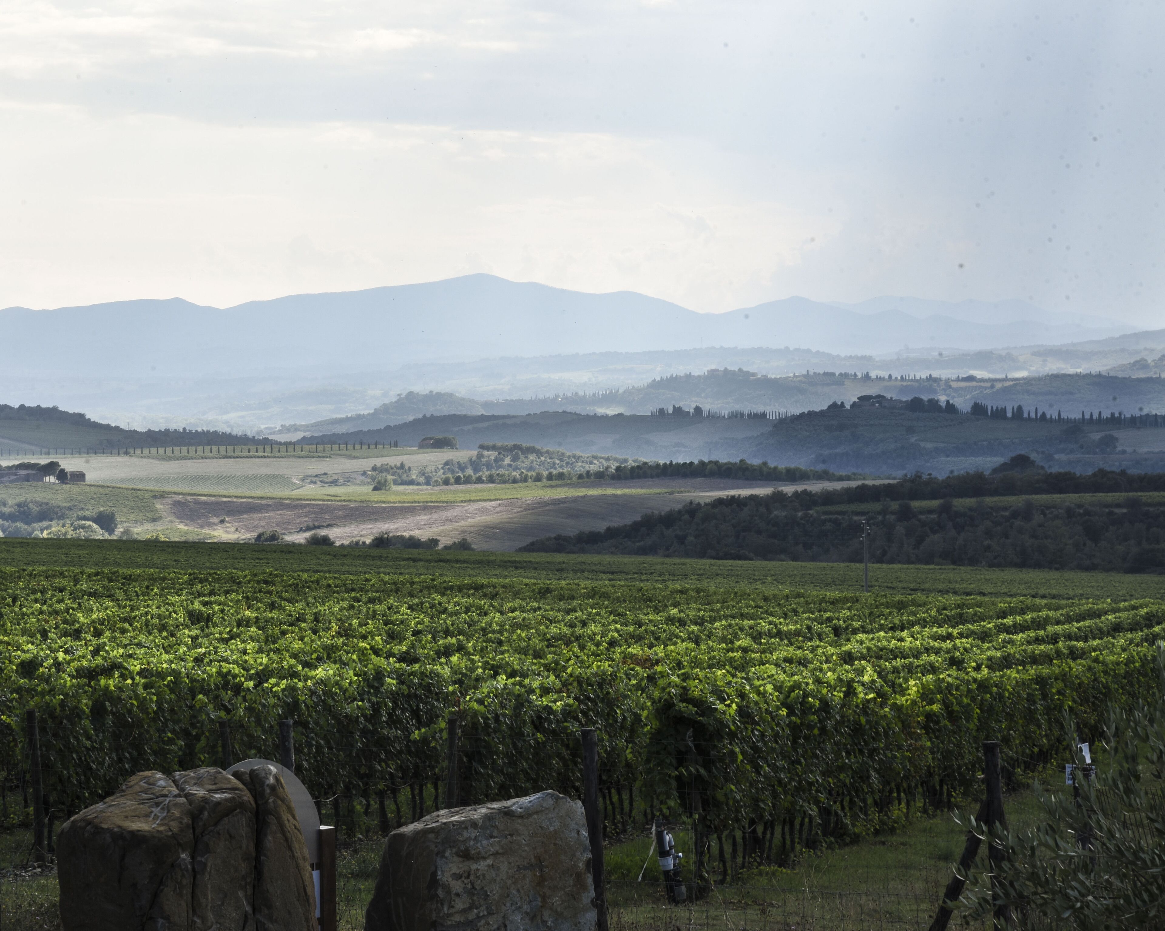 A vineyard with rows of grapevines, a stone structure in the foreground, and rolling hills in the background.