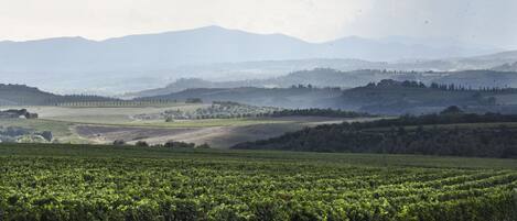 Viñedo con hileras de vid, una construcción de piedra en primer plano y colinas onduladas al fondo.