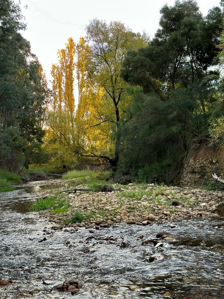 A natural outdoor setting with a stream, rocks, and trees.