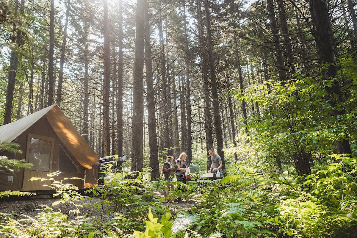 A forest cabin with a triangular roof, surrounded by dense trees and ferns.