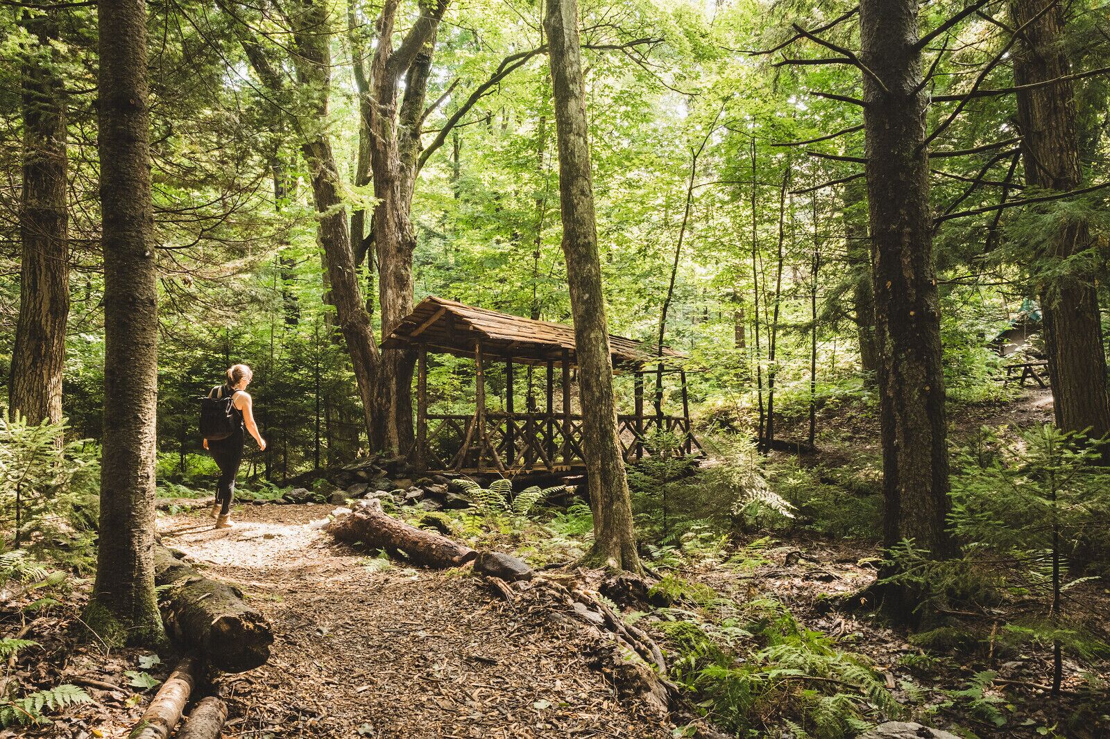 A forested area with a wooden structure, likely a cabin or shelter, surrounded by trees and ferns.
