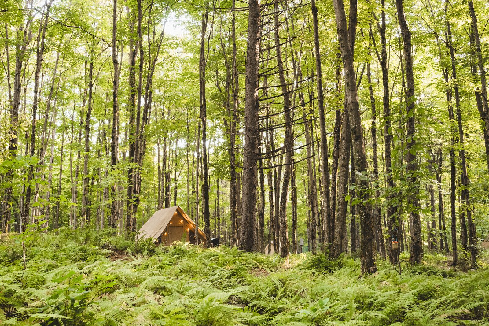 Un bosque con una cabaña pequeña rodeada de helechos densos y árboles altos.