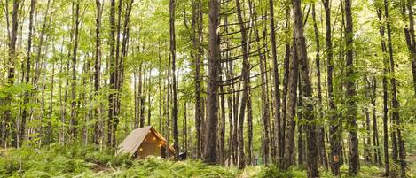 Un bosque con una cabaña pequeña rodeada de helechos densos y árboles altos.