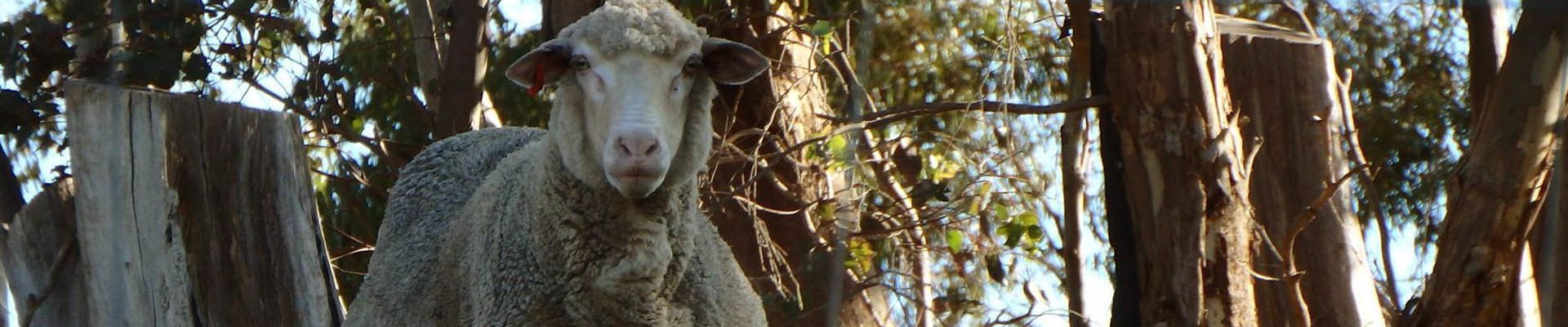 Neagles Retreat Villas — image 23