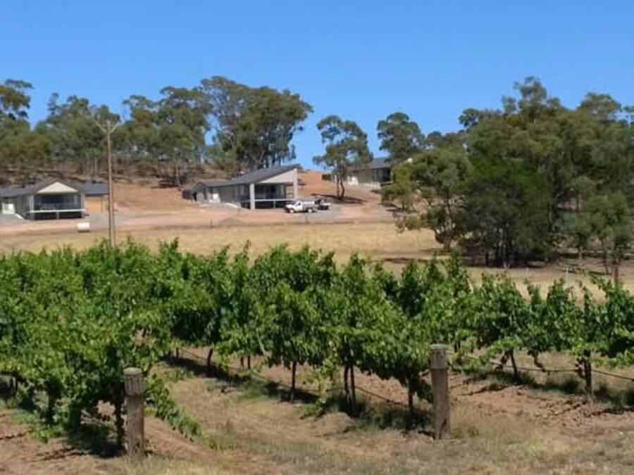 A vineyard with rows of grapevines, a road, and two buildings in the background.