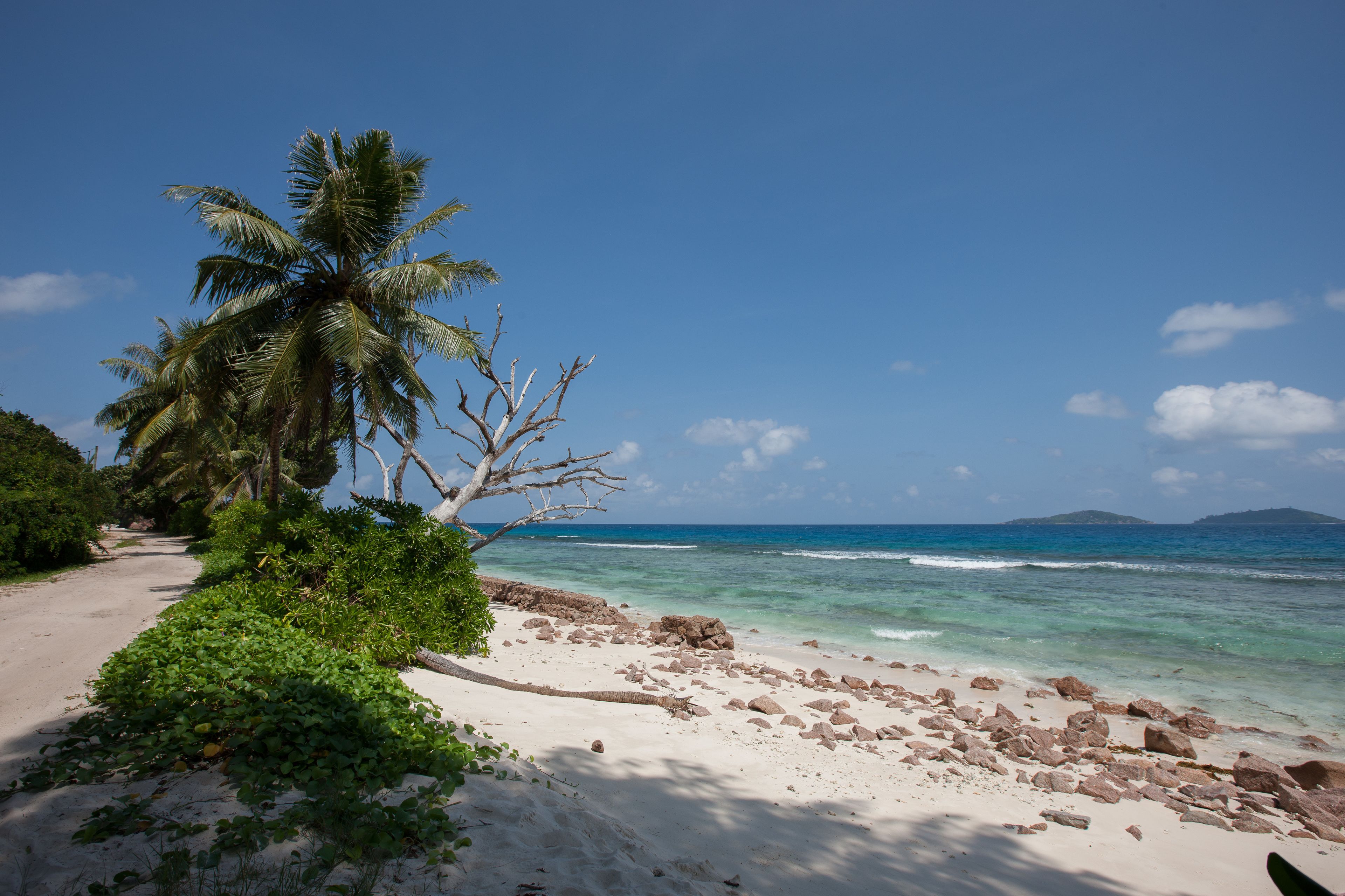 A beach with a palm tree, clear blue sky, and calm sea.