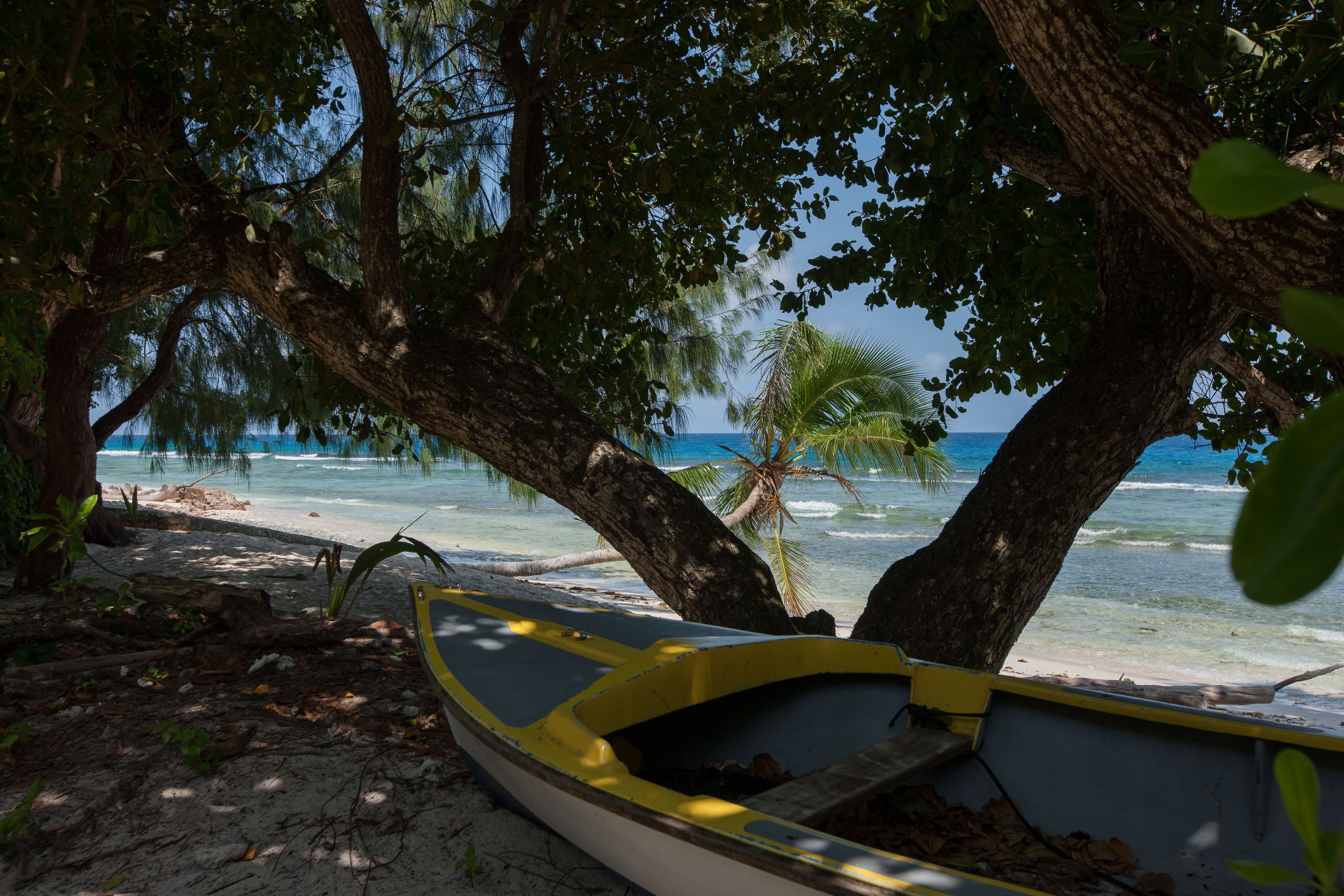 A boat under a tree on a beach with clear water and a palm tree in the background.