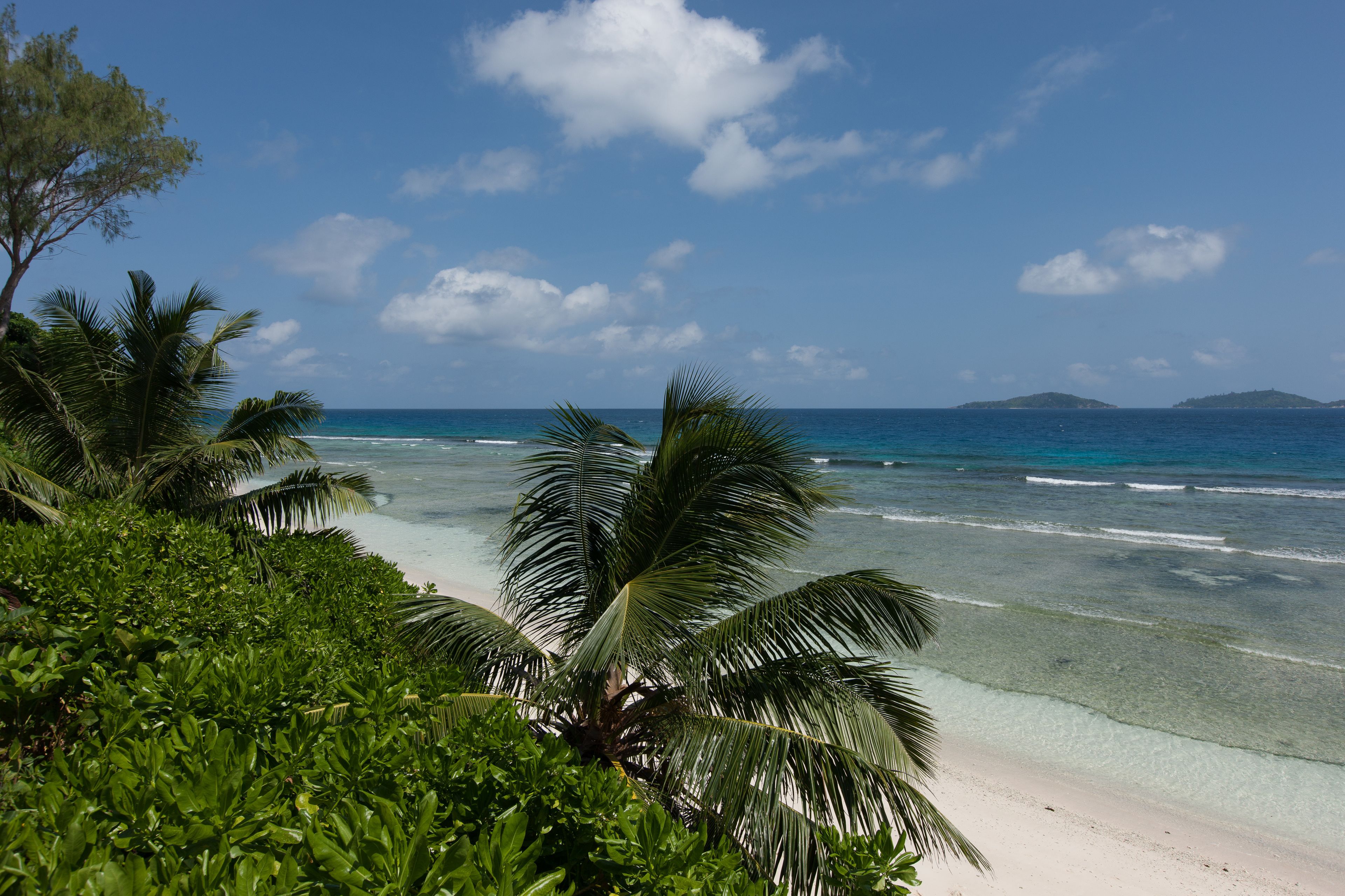 Una playa con agua turquesa cristalina, arena blanca y palmeras.