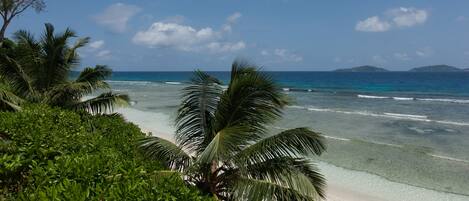 Una playa con agua turquesa cristalina, arena blanca y palmeras.
