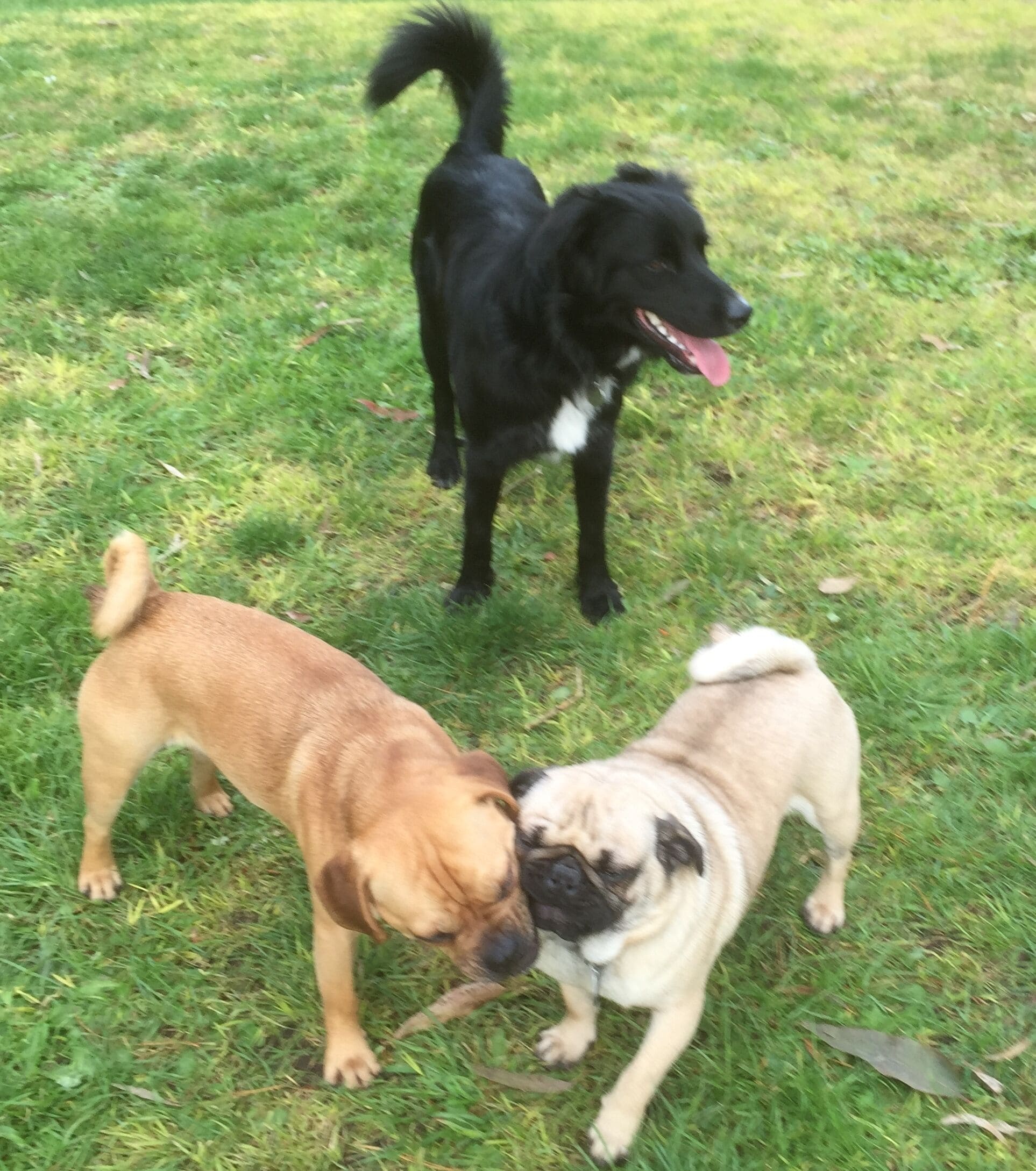 Dos perros en un campo cubierto de hierba.