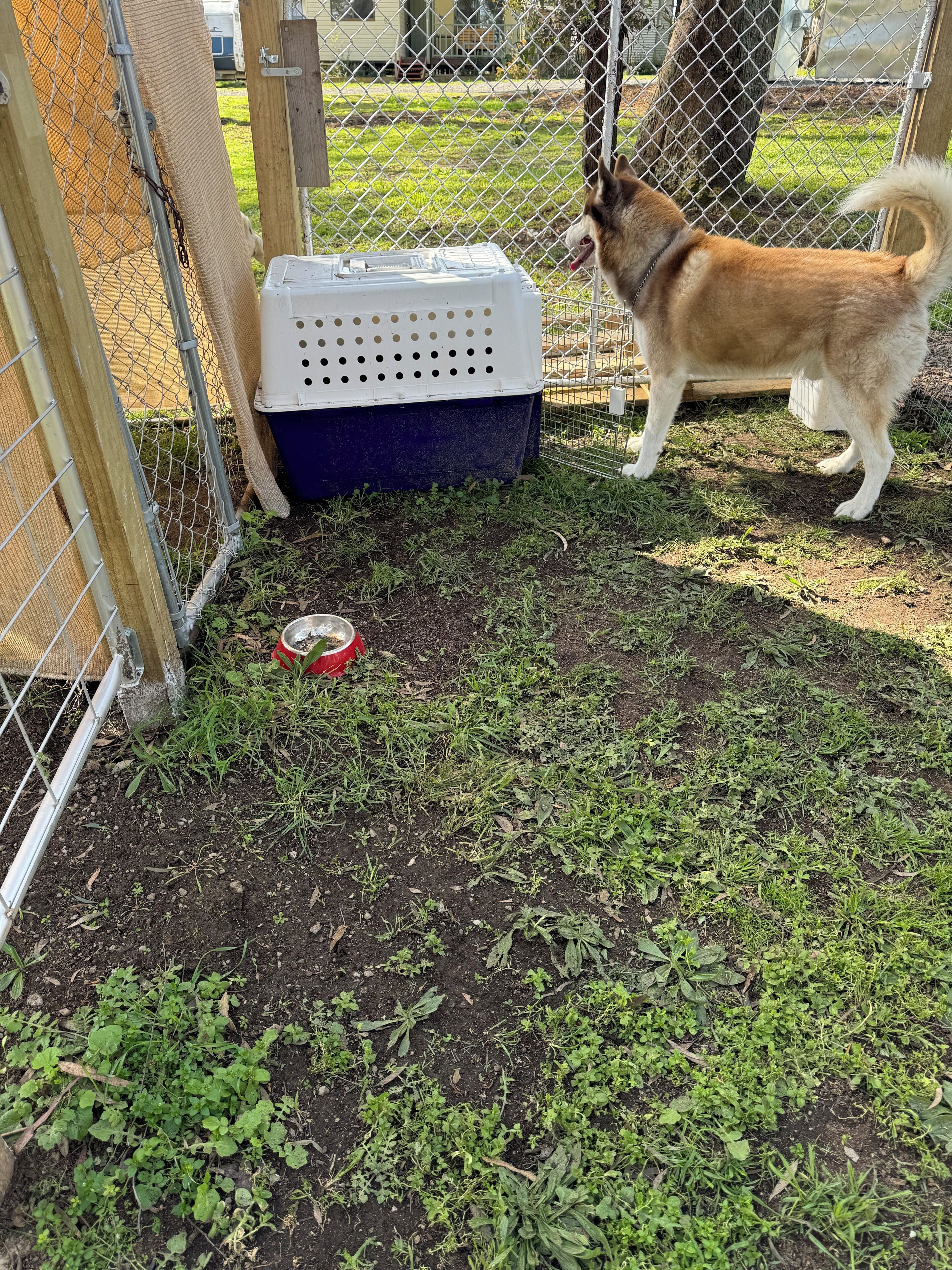 Ein eingezäunter Außenbereich mit einem Hund, einer Transportbox und einer roten Schüssel auf dem Boden.