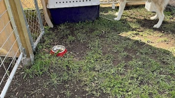 Ein eingezäunter Außenbereich mit einem Hund, einer Transportbox und einer roten Schüssel auf dem Boden.
