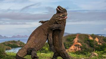 Dos dragones de Komodo en un entorno natural, con una masa de agua y colinas al fondo.