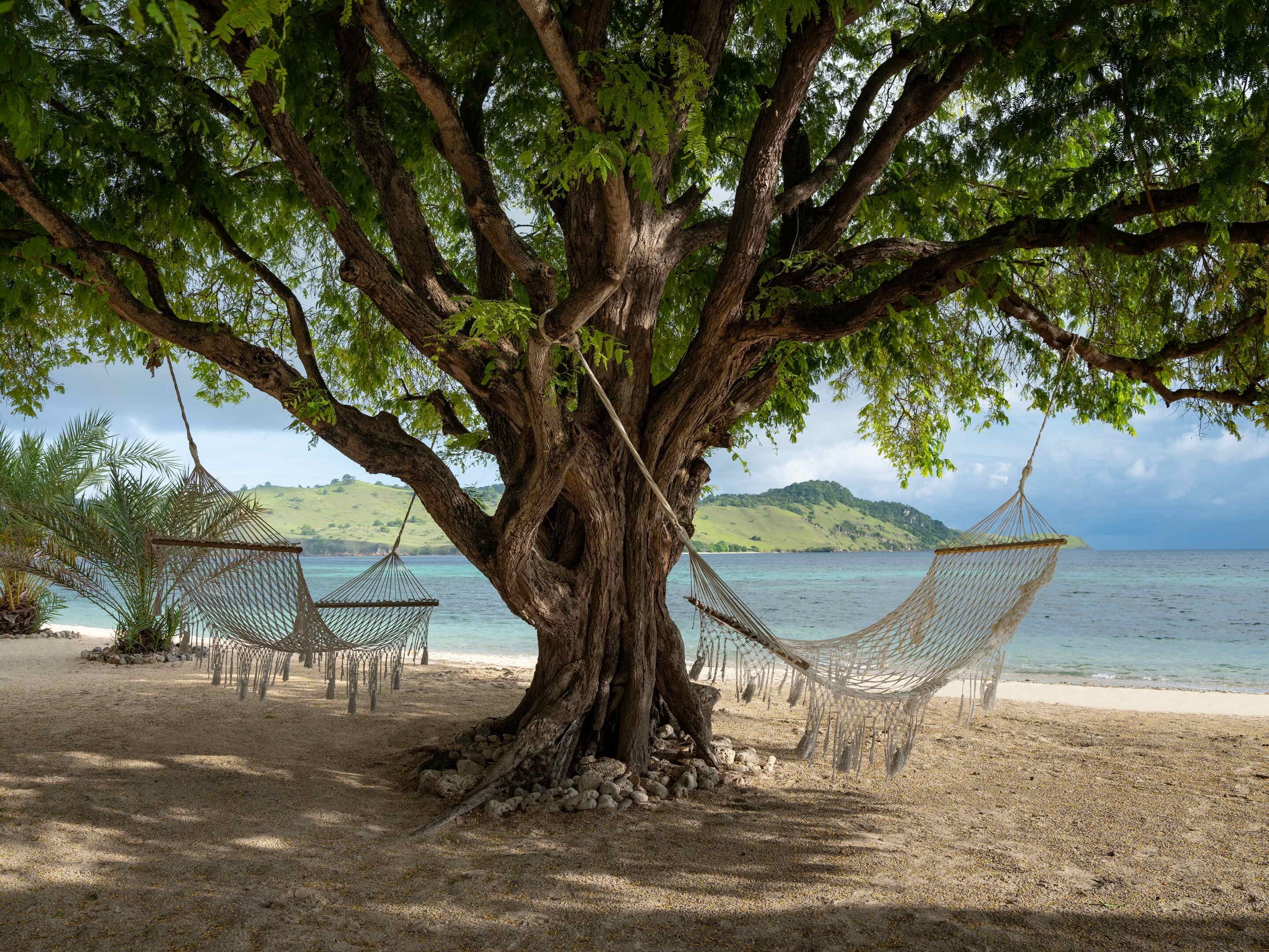 Un grand arbre avec deux hamacs suspendus à ses branches, une plage de sable et une vue sur l’océan et les collines en arrière-plan.
