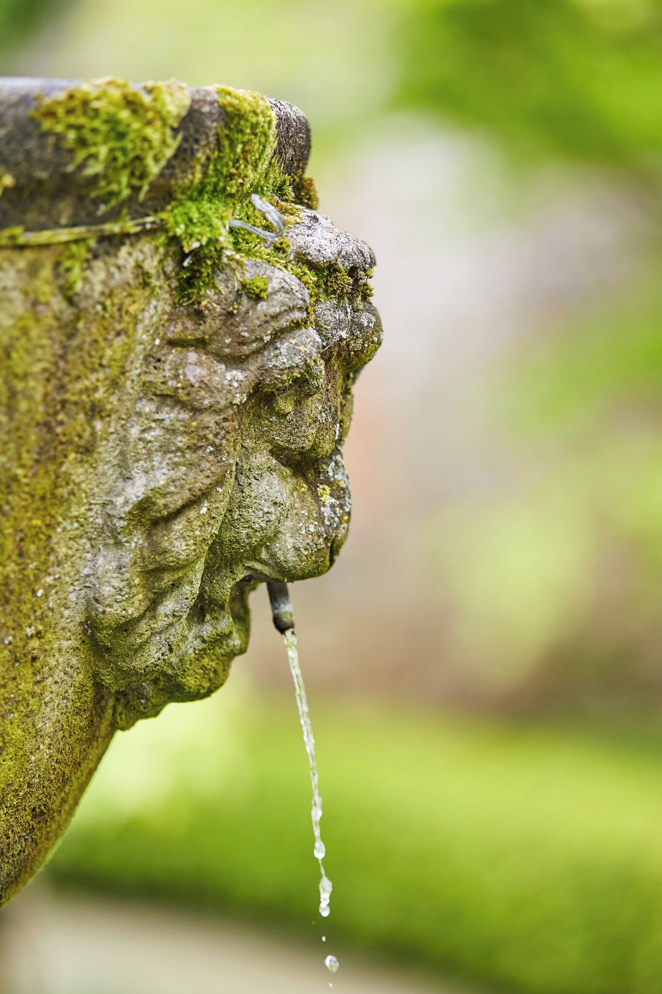 A close-up of a stone fountain with water flowing from its mouth, surrounded by greenery.