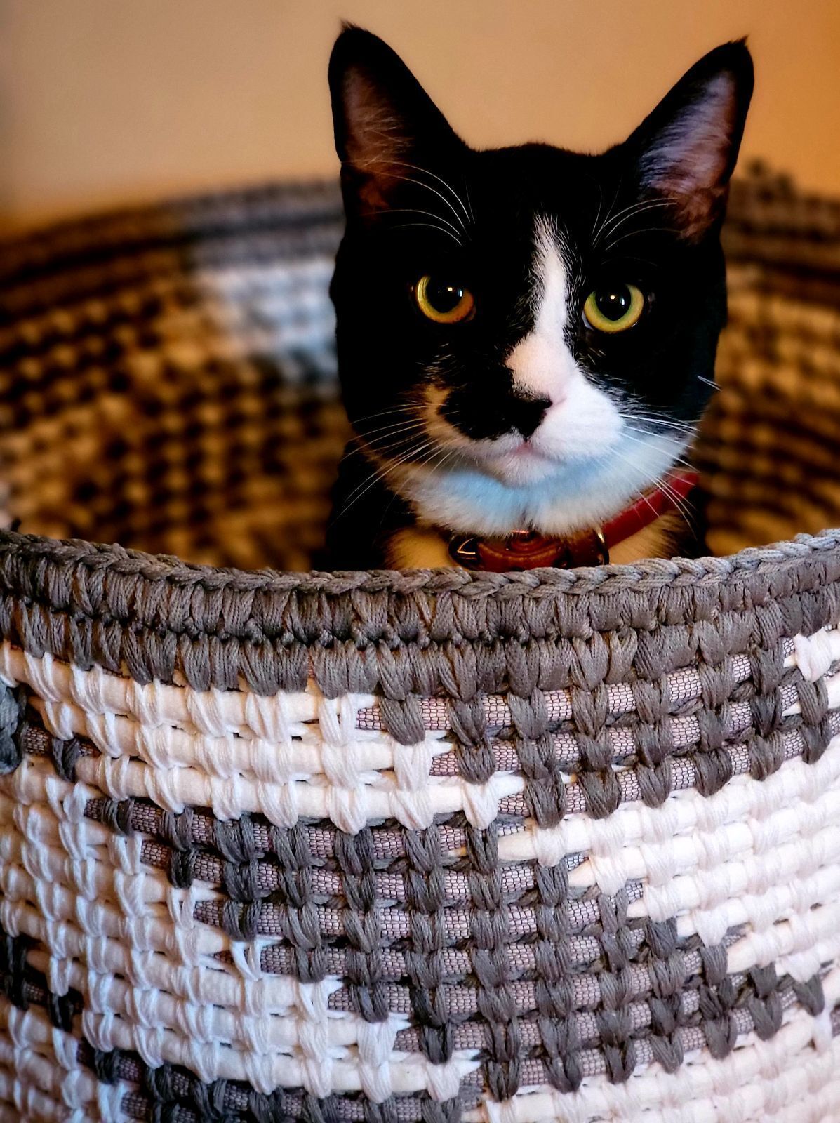 Un gato blanco y negro en una cesta tejida.