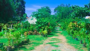 Un sendero en un jardín bordeado por diversas plantas en macetas y árboles, que conduce hacia un edificio con techo rojo.