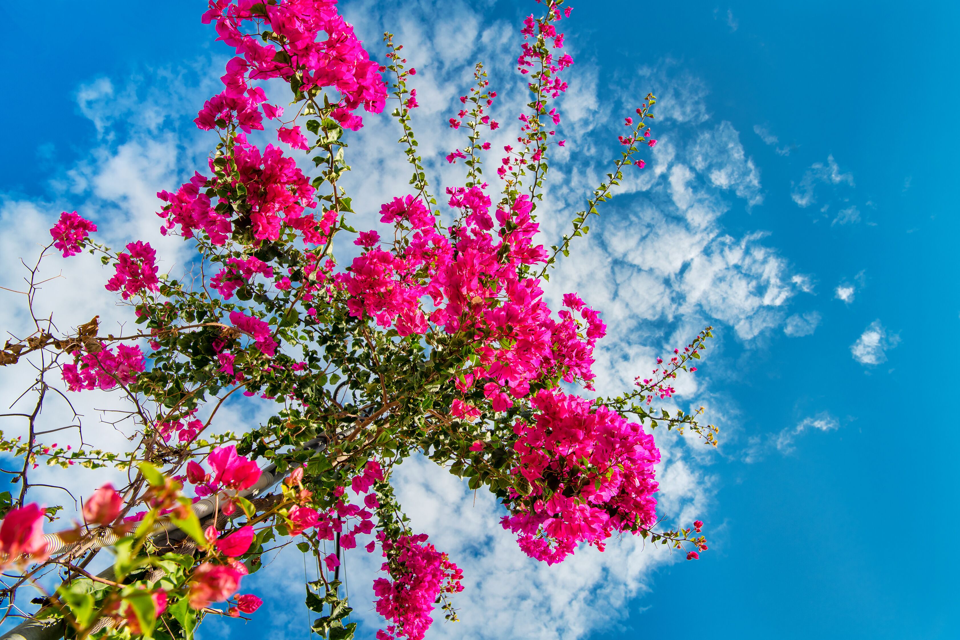 suite, jetted tub | garden