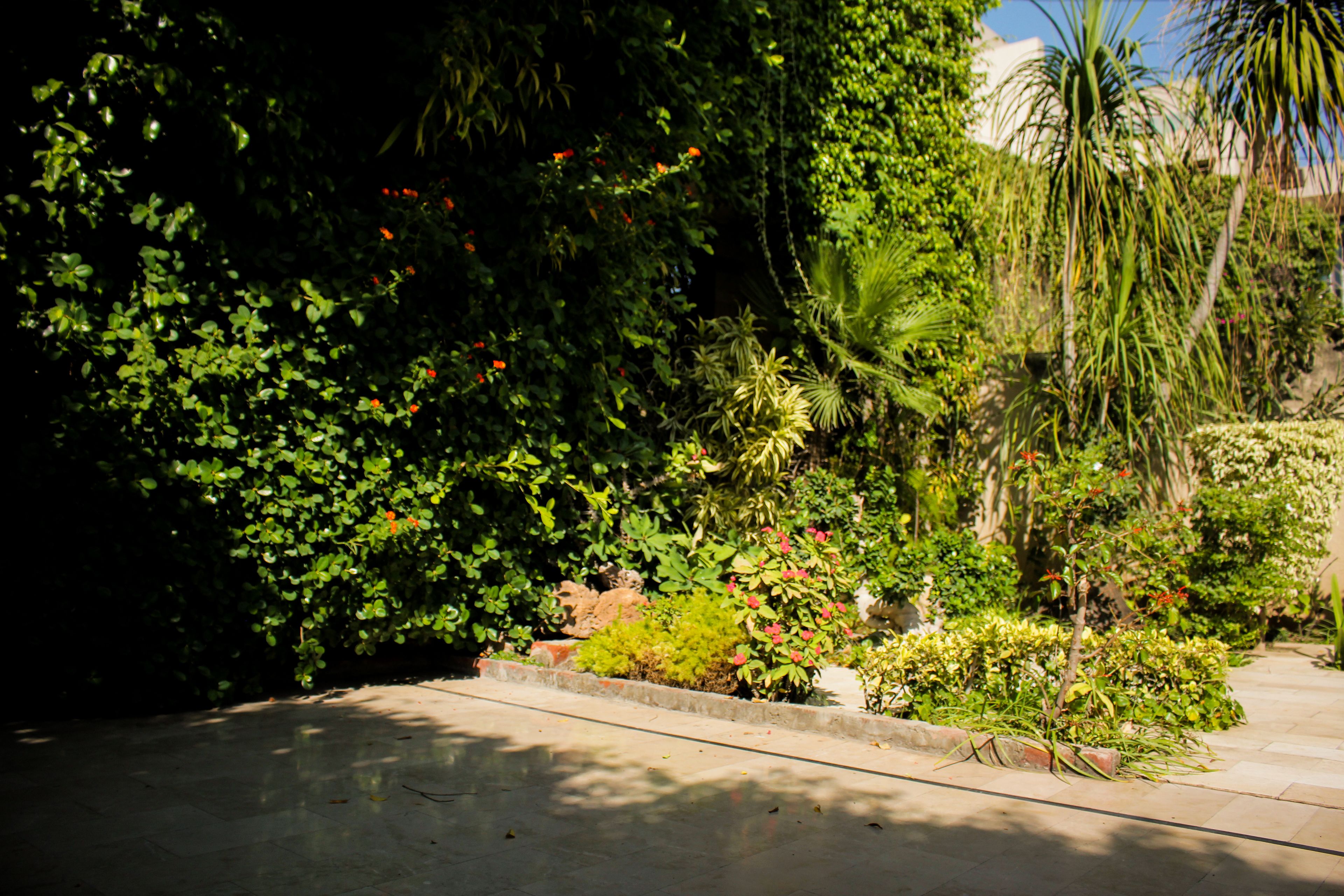 A garden with various plants and a pathway.